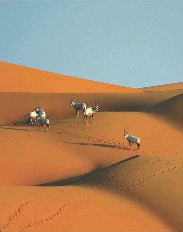 Arabian Oryx