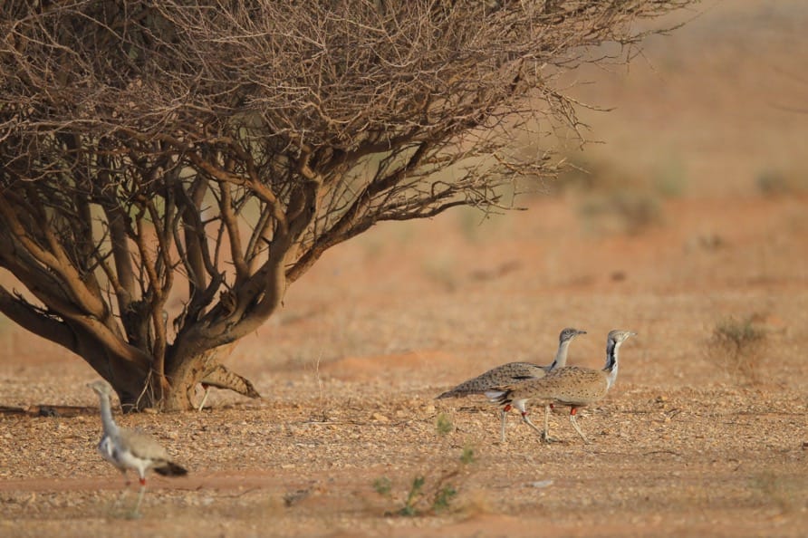 Houbara