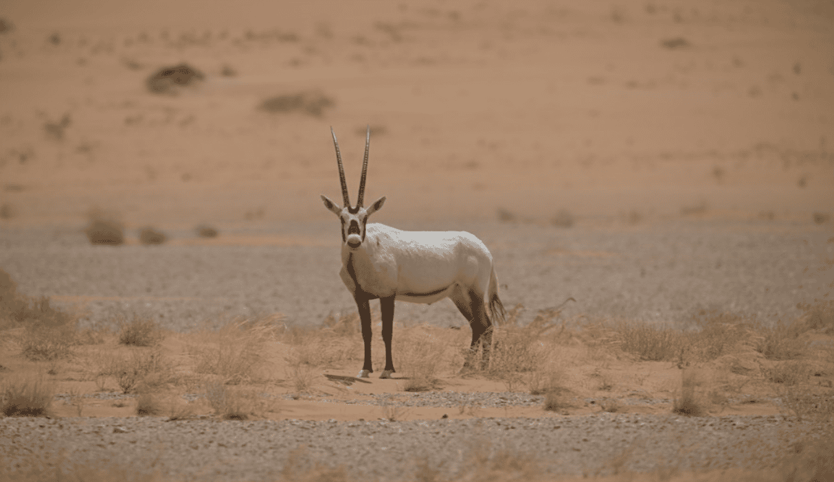 الثدييات البرية