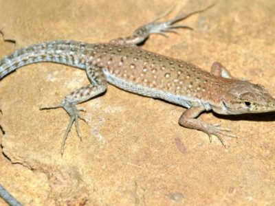 Screenshot 2026-03-25 153319