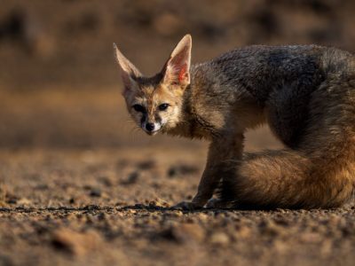 Screenshot 2026-03-25 153830